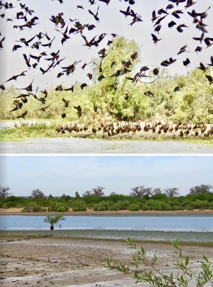 Envol d'oiseaux au-dessus d'une lagune et paysage paisible avec baobabs au Sénégal.